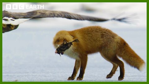 Fox Attacked by Eagles While Eating Asia BBC Earth