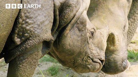 Young Rhinos Play Kiss Chase Asia BBC Earth