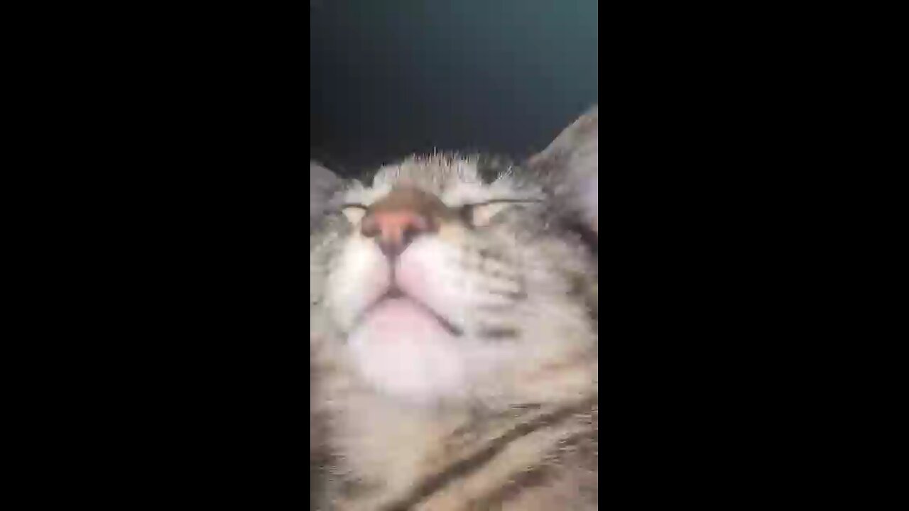 kitten