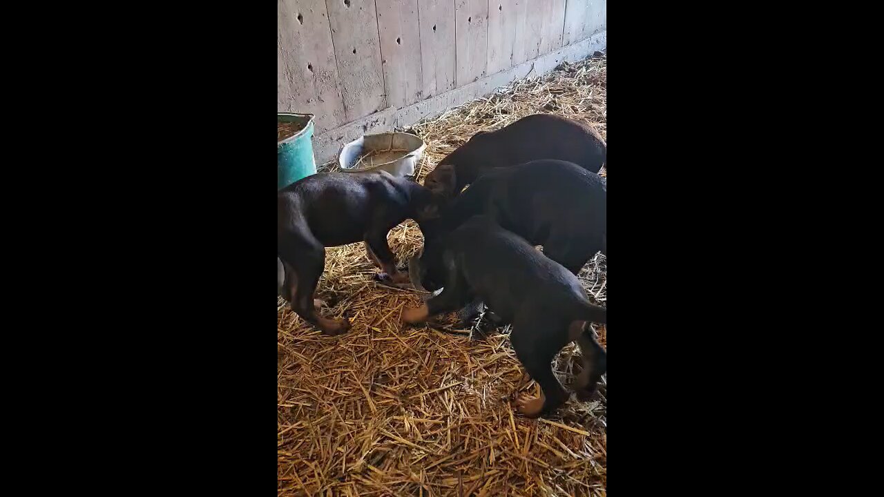 Dobermanpincher Puppies