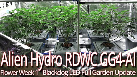 Alien Hydro RDWC GG4 Flower Week 1, Blackdog LED Full Garden Update