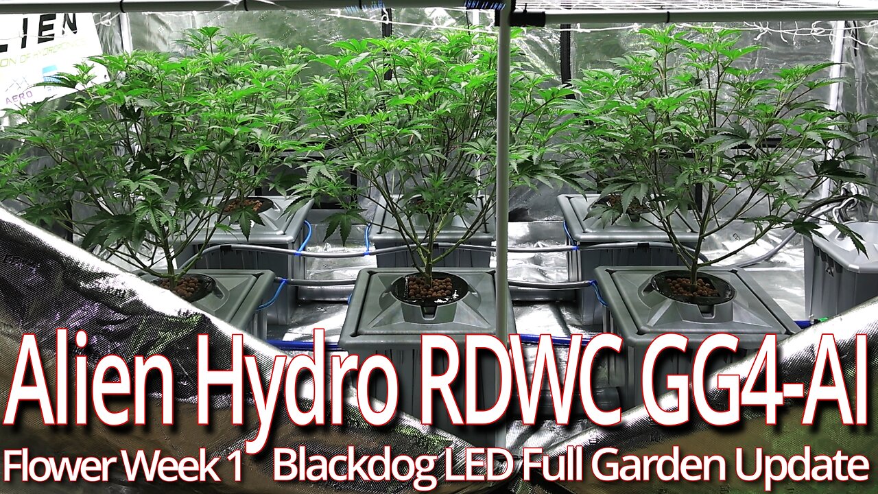 Alien Hydro RDWC GG4 Flower Week 1, Blackdog LED Full Garden Update