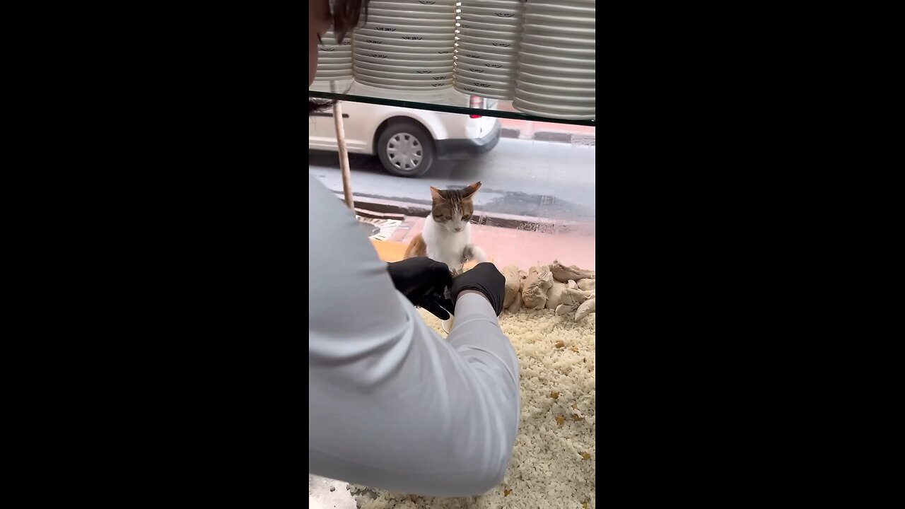 Please feed them. Salute this man for his kindness❤️