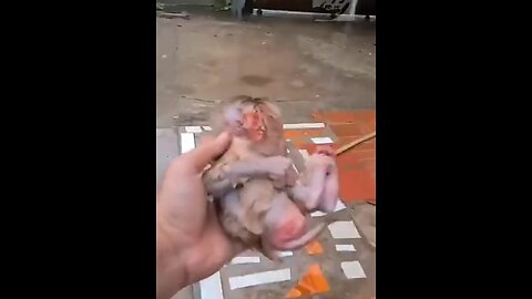 rescue abandoned monkey 🐵🐵