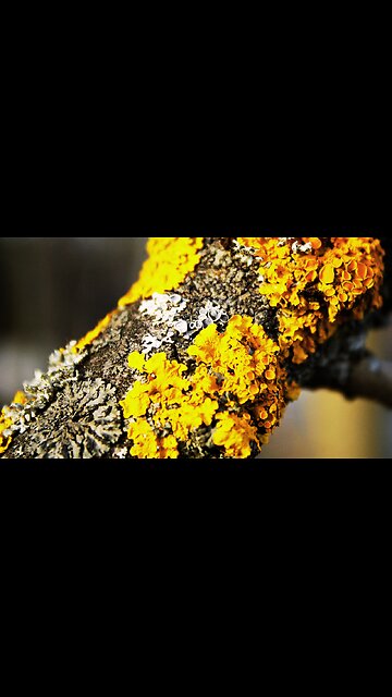 Nature's Tiny Pioneers: From Bare Rock to Biodiverse Haven