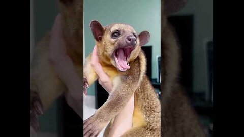 Exotic Animals That You can Legally Own.short