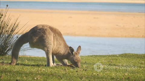 Animals of Australia| Wildlife of Australia