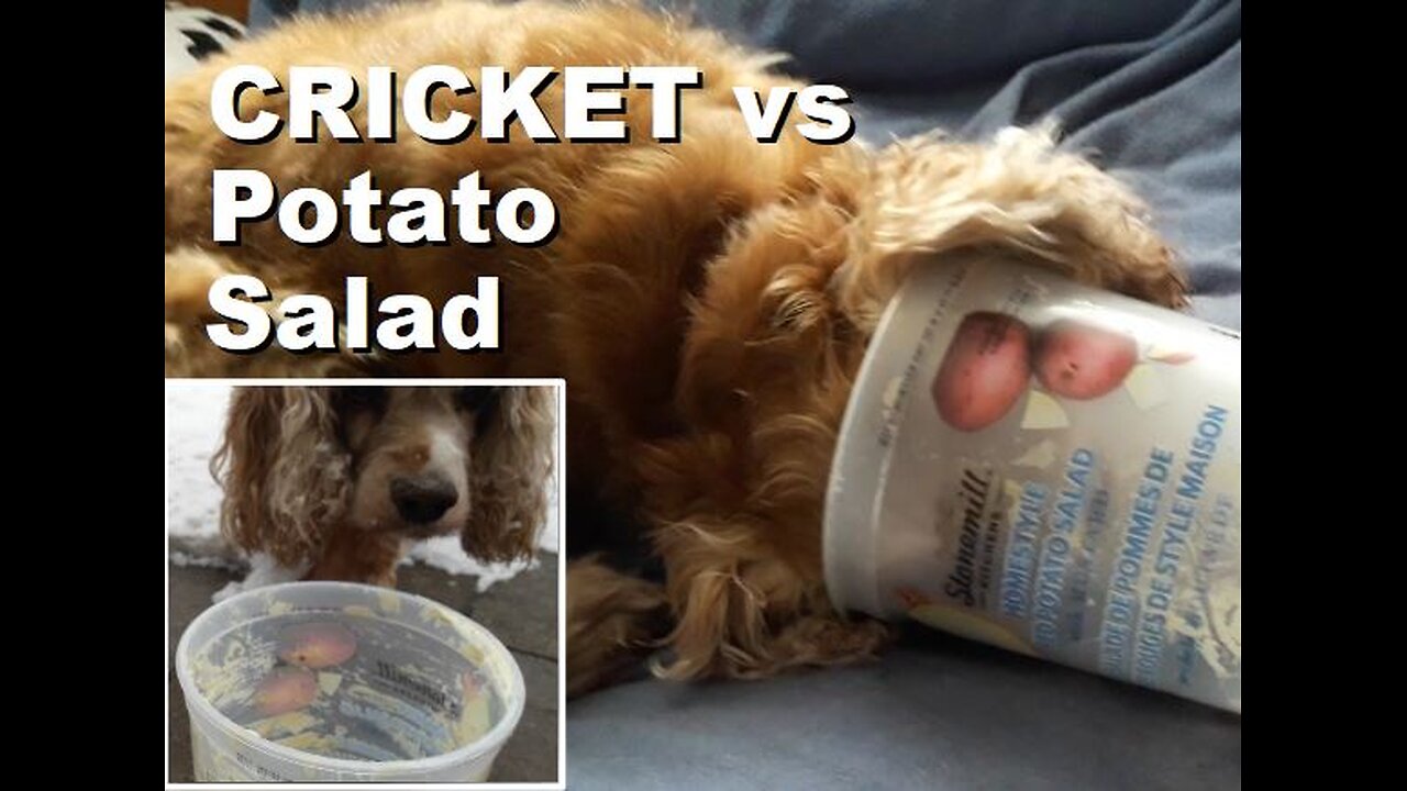 Cricket the Dog vs Potato Salad Container: Round #1 Outside & Round #2 Inside | Feb 2025