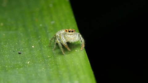 Amazing World of Tiny Creatures