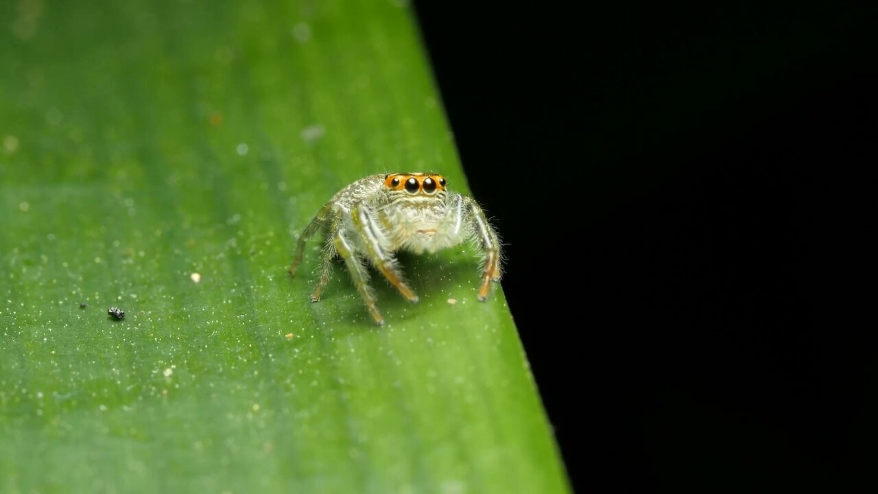 Amazing World of Tiny Creatures