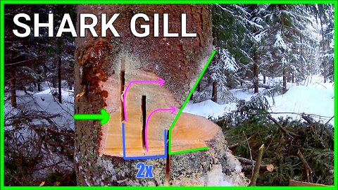 Why Heavily Back Leaning Trees Are EASY To Fell! - Shark Gill