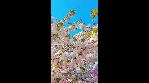 Beautiful flowers