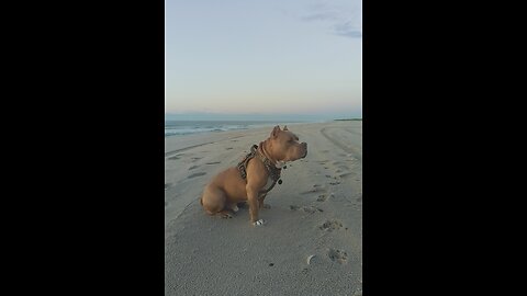 American Bully show stopper