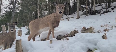 Mother deer with young buck come for breakfast