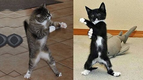 GATOS usando 1% do CÉREBRO - VÍDEOS mais ENGRAÇADOS 2025 😹 PARTE 4