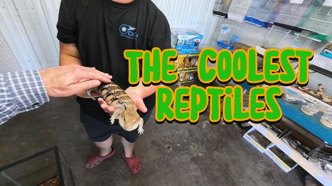 Xotic Reptiles