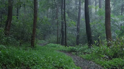 The beautiful forest is raining