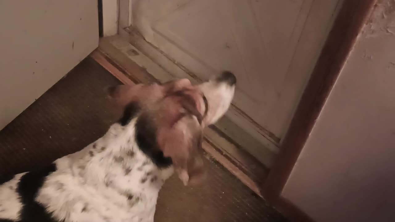 Bandit