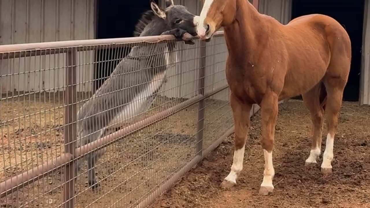 Donkey Climbs Up Fence To Hang Out With Horse