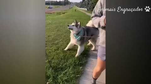 Try Not to Laugh Challenge