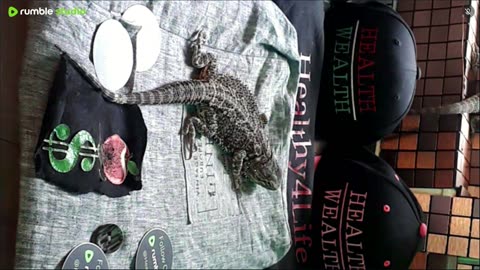 ⭕ Live Day 3 Stream 2025 🔴 With 🐉 Mascots 🍎 🐲 Kobe & Health A Day In The Life Of Bearded Dragons🐲Day3🐉⭕Live🦎Stream🔴