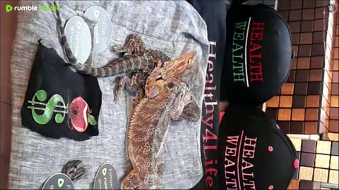 ⭕ Live Day 3 Stream 2025 🔴 With 🐉 Mascots 🍎 🐲 Kobe & Health A Day In The Life Of Bearded Dragons🐲Day3🐉⭕Live🦎Stream🔴