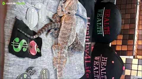 ⭕ Live Day 3 Stream 2025 🔴 With 🐉 Mascots 🍎 🐲 Kobe & Health A Day In The Life Of Bearded Dragons🐲Day3🐉⭕Live🦎Stream🔴