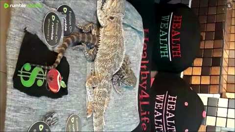 ⭕ Live Day 3 Stream 2025 🔴 With 🐉 Mascots 🍎 🐲 Kobe & Health A Day In The Life Of Bearded Dragons🐲Day3🐉⭕Live🦎Stream🔴