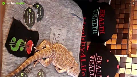 ⭕ Live Day 3 Stream 2025 🔴 With 🐉 Mascots 🍎 🐲 Kobe & Health A Day In The Life Of Bearded Dragons🐲Day3🐉⭕Live🦎Stream🔴