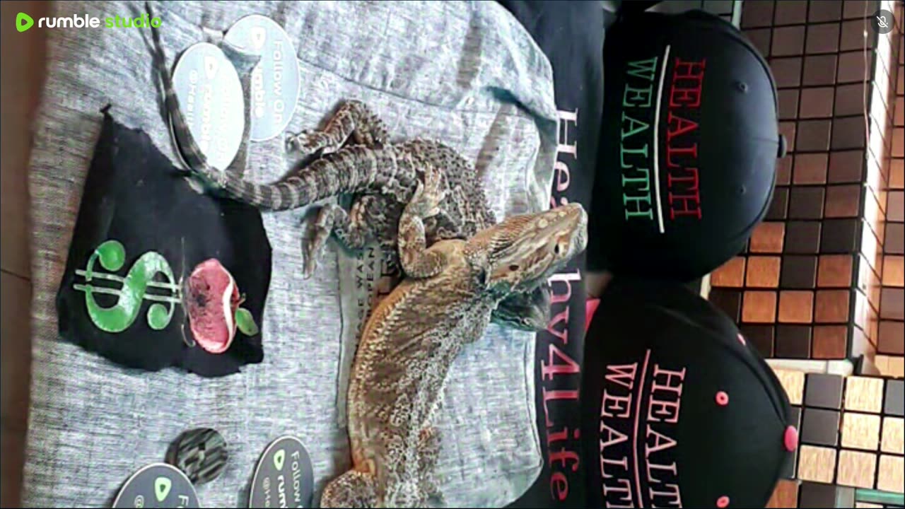 ⭕ Live Day 3 Stream 2025 🔴 With 🐉 Mascots 🍎 🐲 Kobe & Health A Day In The Life Of Bearded Dragons🐲Day3🐉⭕Live🦎Stream🔴