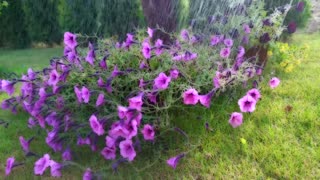 ASMR, Fall Fast Asleep with this Soft Rain & Piano Sound, Bird Sounds, Nature's White Noise