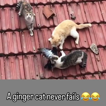 Who leaves the cat out ?!?😂😂😂