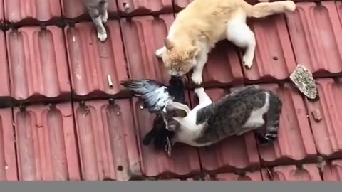 Who leaves the cat out ?!?😂😂😂