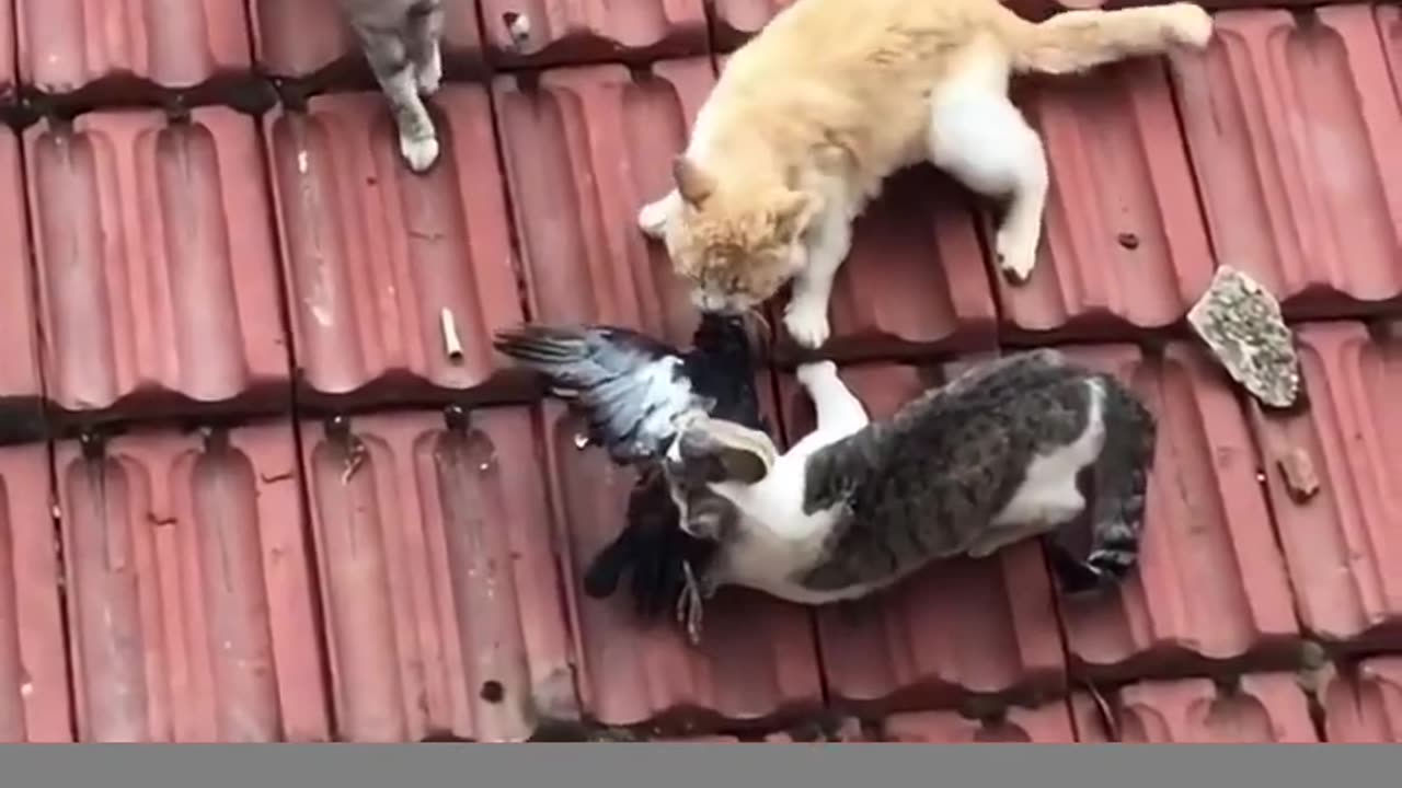 Who leaves the cat out ?!?😂😂😂