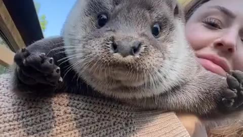 a fat otter to brighten your day