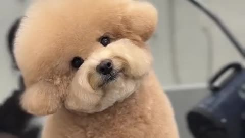 cute dog