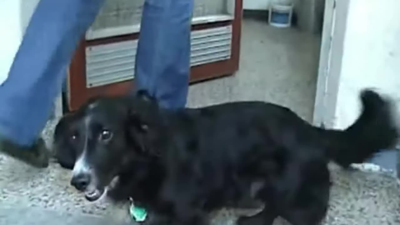 Max - Podrbejte Bříško! / Scratch my belly! {CZ}