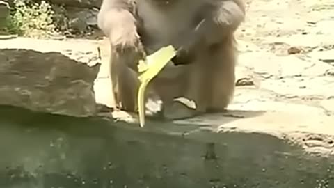 2025 latest animal funny video 😂😂