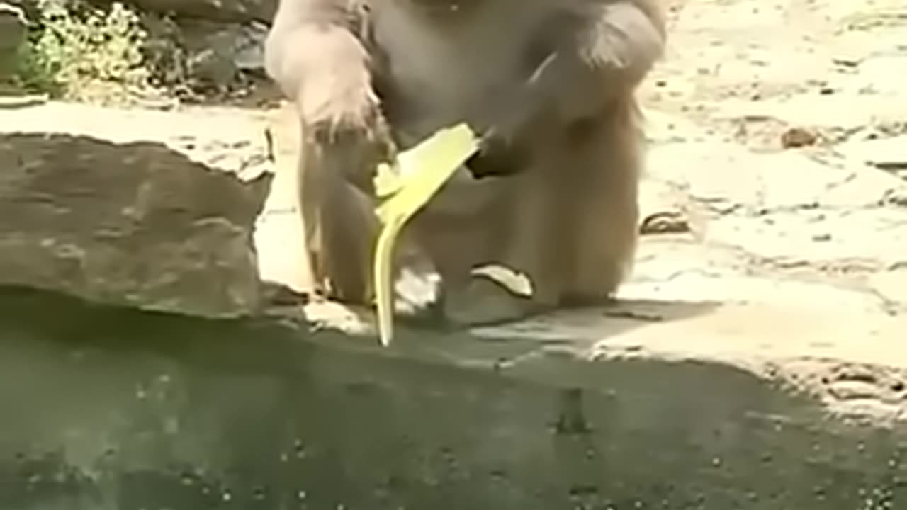 2025 latest animal funny video 😂😂