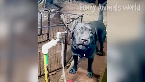 Funniest Cats And Dogs Videos 😁 - Best Funny Animal Videos😅 #12