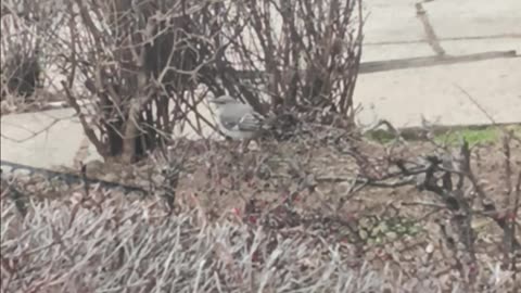 Thrush bird.