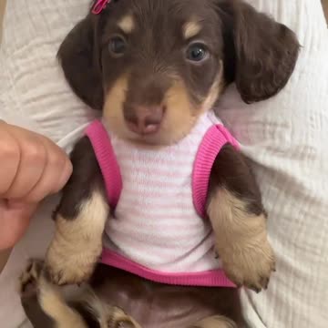 Adorable Dachshund Puppies Bringing Joy