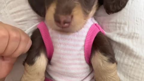 Adorable Dachshund Puppies Bringing Joy