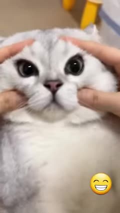 Cute Cats Try Mot to Laugh - Shorts