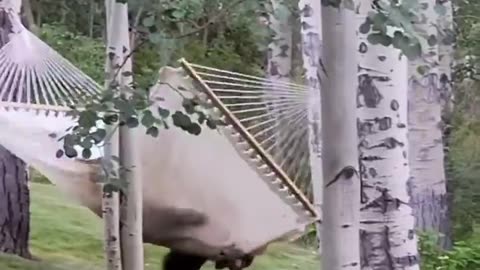 Bear throws tantrum after not being able to get into the hammock 😂