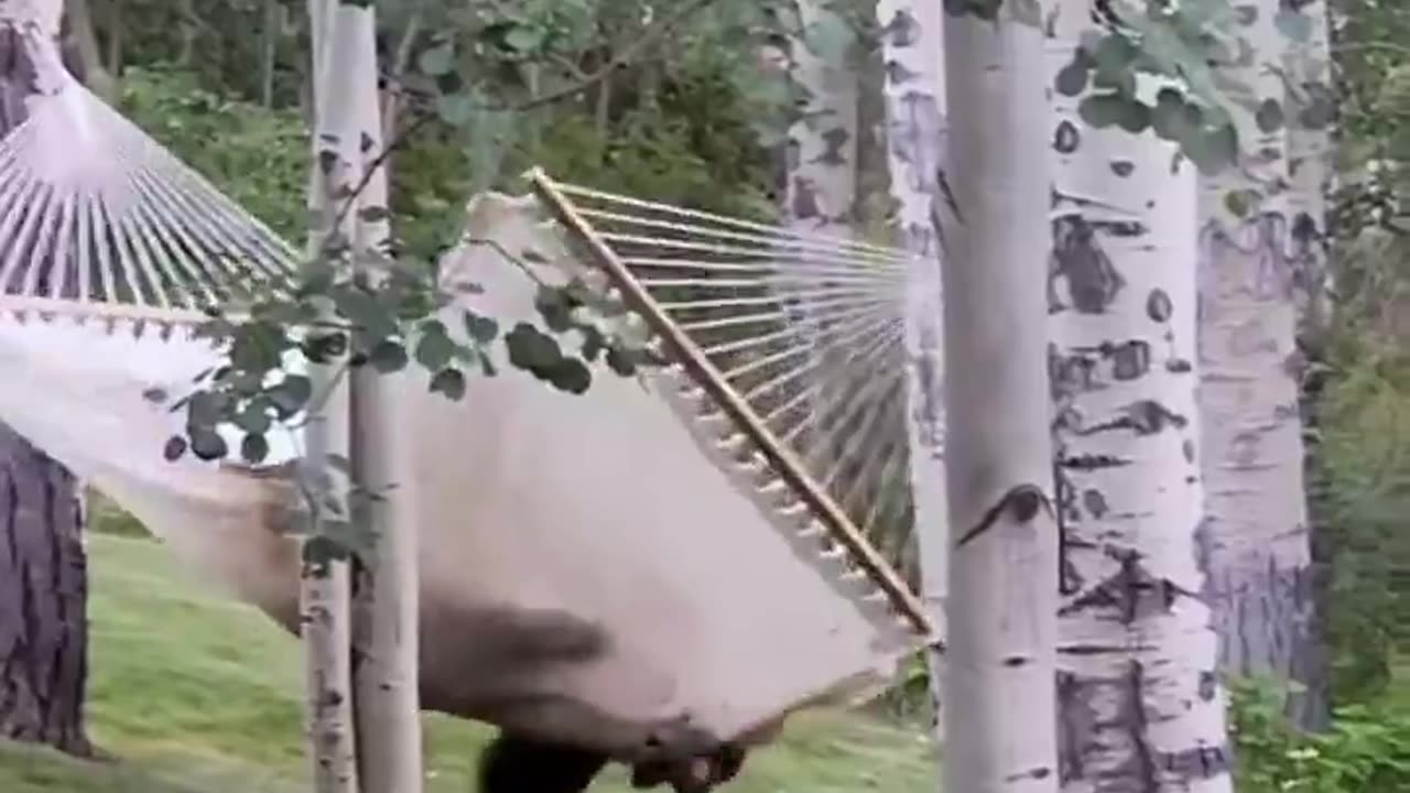 Bear throws tantrum after not being able to get into the hammock 😂