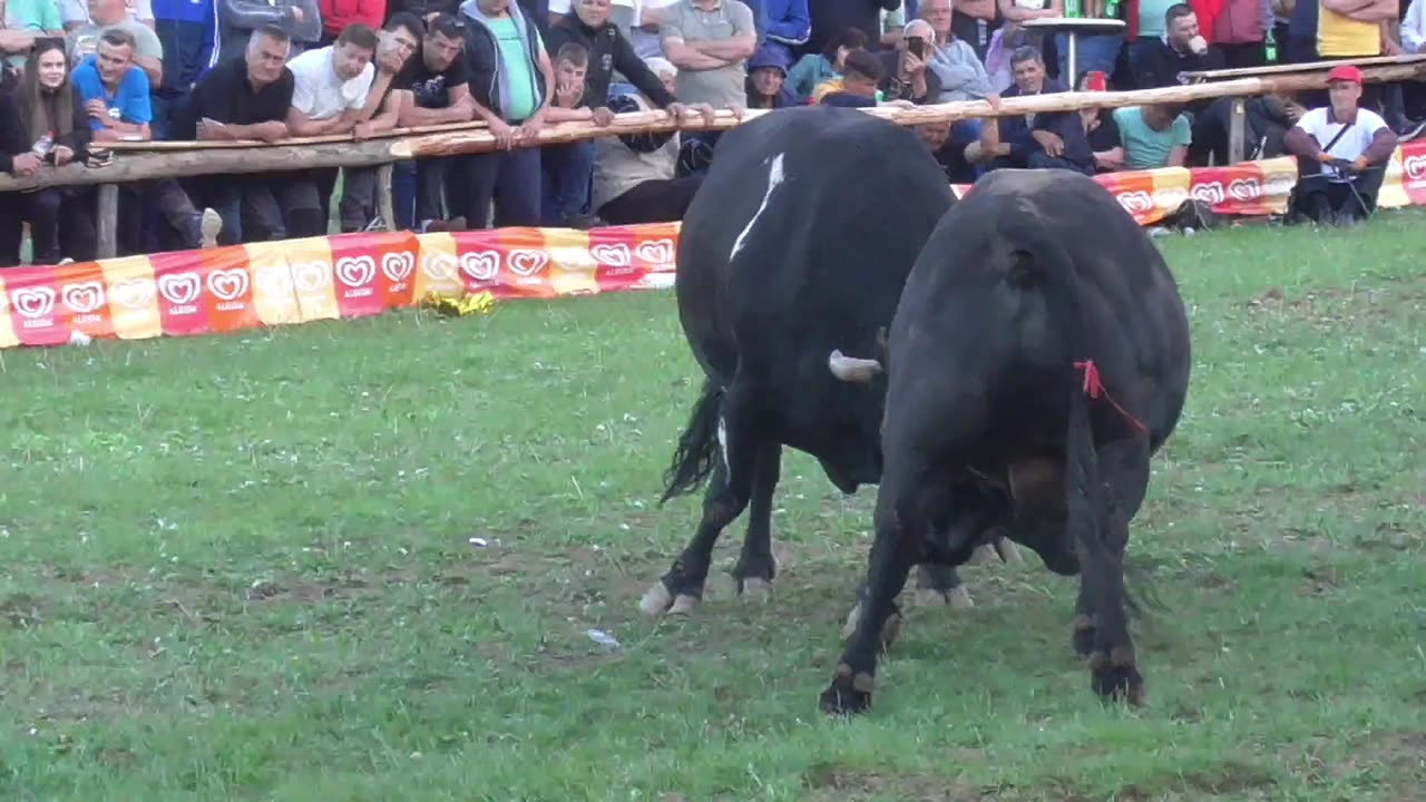 Korona od Gadžuna vs Bizon od Lope korida Bištrani 2024