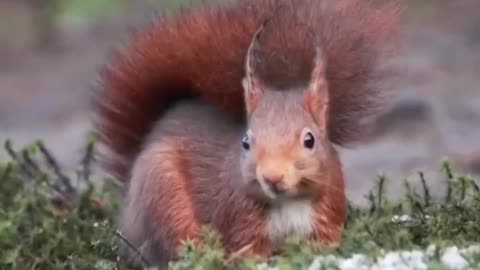 Red Squirrel