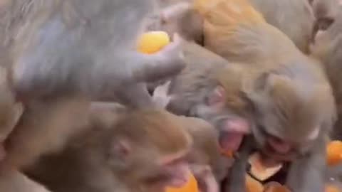 a group of monkeys fighting over bread