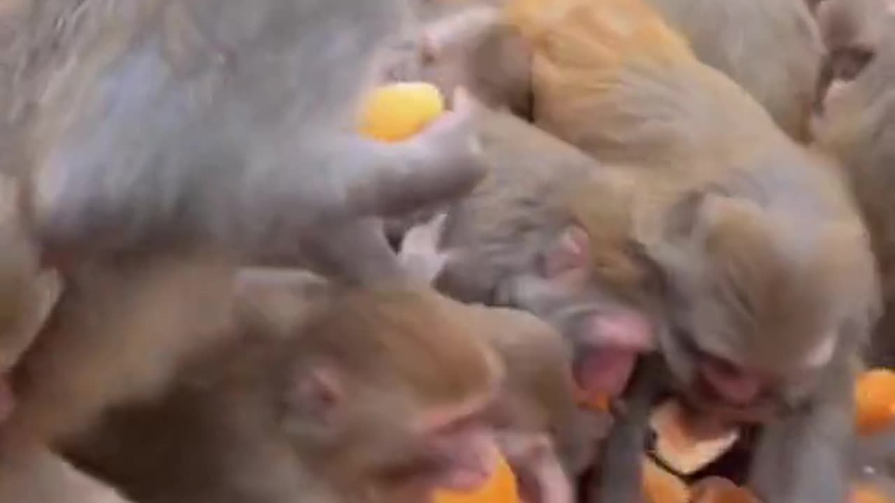 a group of monkeys fighting over bread